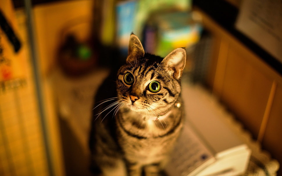 gray tabby cat HD wallpaper